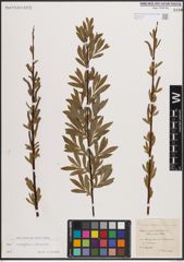 Foto von Salix eleagnos Scop. x Salix purpurea L.